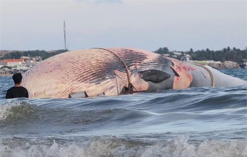 Phát hiện xác cá Ông nặng 15 tấn trôi dạt trên biển Bình Thuận